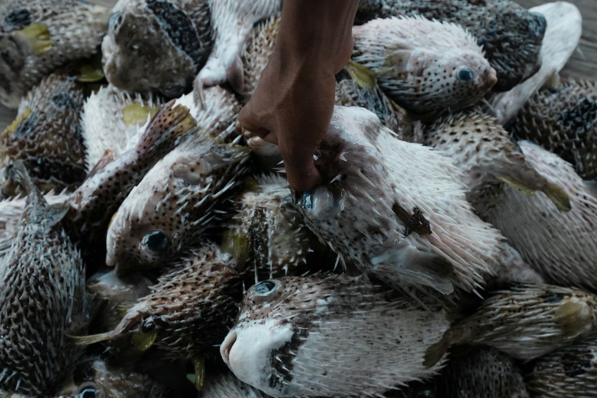 Racun ikan buntal, seberapa cepat reaksi dan bagaimana efeknya?