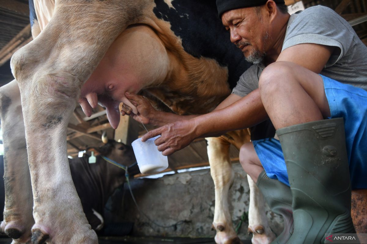 Konsumsi susu mentah berpotensi menularkan virus influenza dari sapi